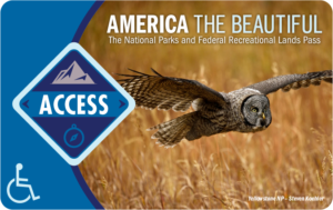America the beautiful. access. image: owl flying over grass